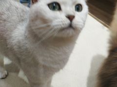 -藏猫猫咖啡主题馆(中央大道店)