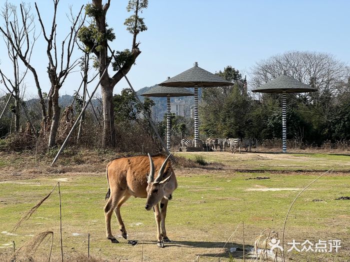 宁波野生动物园图片