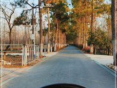 -合肥滨湖国家森林公园