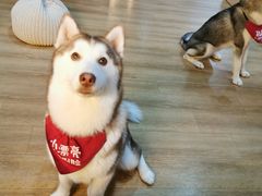 -Husky Go! 哈士奇体验馆·宠物咖啡厅狗咖