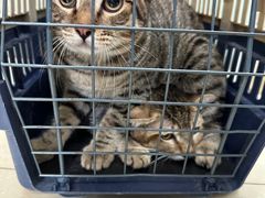 -瑞派动物医院·猫专科·至诚(江南中分院)