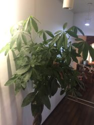 -新龙门刺青·纹身