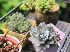 -耀江文鼎苑
