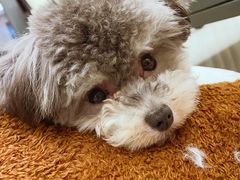 -翊宠yipet猫狗购宠庄园犬舍•猫舍