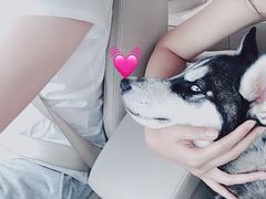 -趣玩宠物乐园寄养训犬训狗游泳池