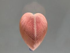 -青岛贝壳博物馆