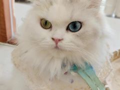 -共舞时光猫咖·狗咖(新街口店)