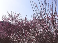 -香雪海