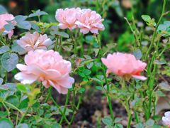 -上海滨江森林公园