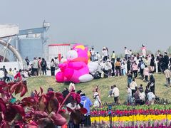 -荷兰花海