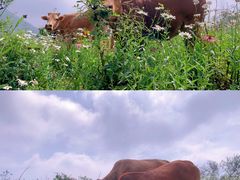 -武陵山森林公园