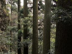 -天目山大树王景区