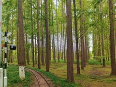 -黄海国家森林公园