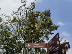 -王借岗森林公园