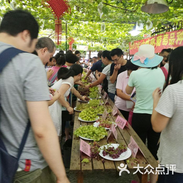 马陆葡萄主题公园图片-北京采摘/农家乐-大众点评网