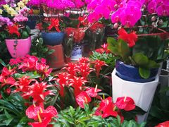 -秦美花卉(天朗·莱茵小城2期店)