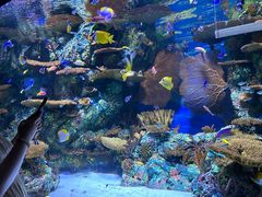 -上海海洋水族馆