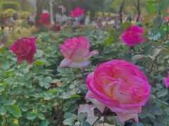 -人民公园(罗湖区)