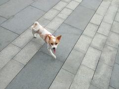 -瑞鹏宠物医院·眼科·皮肤·中兽医(大悦城分院)
