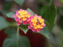 -谷咖啡·鲜花绿植花园餐厅