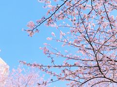 -高东镇樱花园