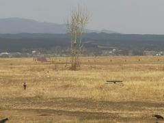 -敕勒川草原