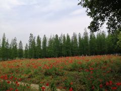 -艾溪湖湿地公园