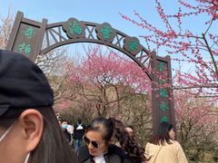 -香雪海