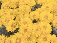 -中国天府农业博览园