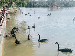 -五缘湾湿地公园