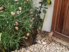 -喵屿·大理花园猫咖