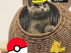 -喵zoo家庭繁育猫舍(尖东智能花园店)