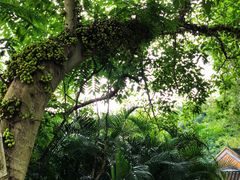 -广西壮族自治区药用植物园