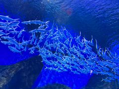 -海合安武汉极地海洋公园