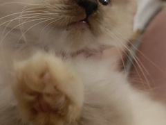 -楼上猫咖(罗湖店)