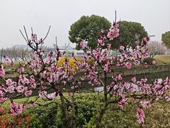 -羊山湖公园
