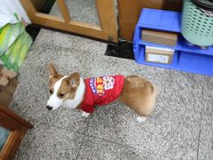 -爱侣宠医·鹦鹉专科·小型哺乳类·异宠专科(灵石路店)