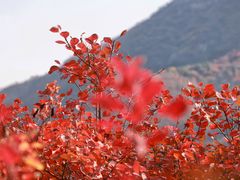 -周口店坡峰岭风景区