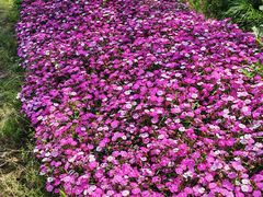 -径山花海