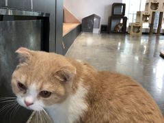 -瞄一喵猫咖(格力海岸店)