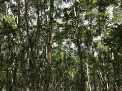 -塞罕坝国家级自然保护区