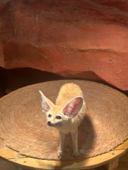 -Zoolung Zoolung动物主题公园(海信广场店)