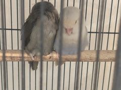 -中环花鸟鱼虫市场