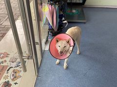 -顺强宠物诊所·狂犬免疫·夜诊·骨科(嘉定店)