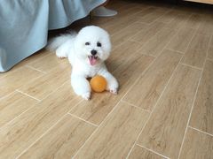 -艾贝尔宠物医院·24H转诊中心·肿瘤猫专科(江宁双龙店)