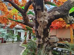 -老山东·山东菜(鲁菜名店)