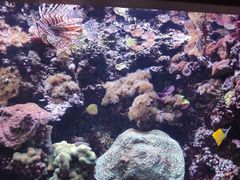 -西雅图水族馆