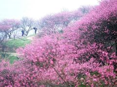 -新建村梅花