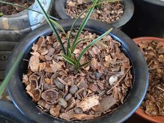 -小六汤包·老字号·中华名小吃(公园南路店)