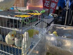 -中环花鸟鱼虫市场